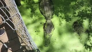 When you hit an alligator in head , it sounds like a rock #short #shorts screenshot 4