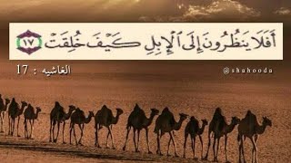 لماذا أمر الله بالتدبر في خلق الإبل؟!!