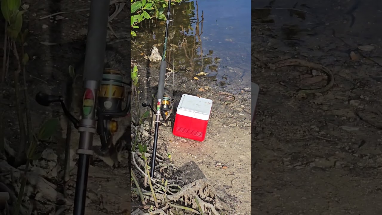 Raccoon Tries to Steal My Bait While Fishing! | Unexpected Wildlife Encounter.