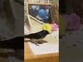 ツバメを撮影していたらデカイのが来ましたw保護ツバメ申請済み2021/6/21撮影