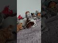 01.12.2024 #собака #dog #jackrussell #джекрасселтерьер #животные #джекрассел #pets #дрт