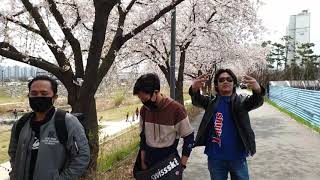 Sakura Musim Semi Korea