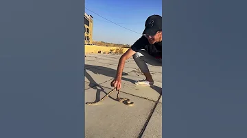 لكيت حية حقيقة بمدرستي 