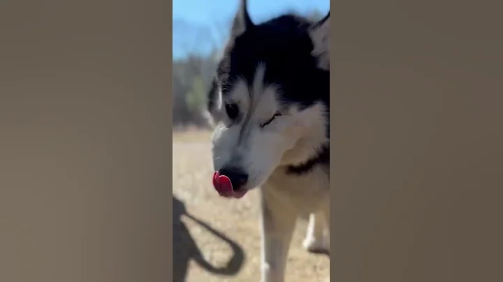 A Quick Clip from Valerie's Last Ever Camping Trip