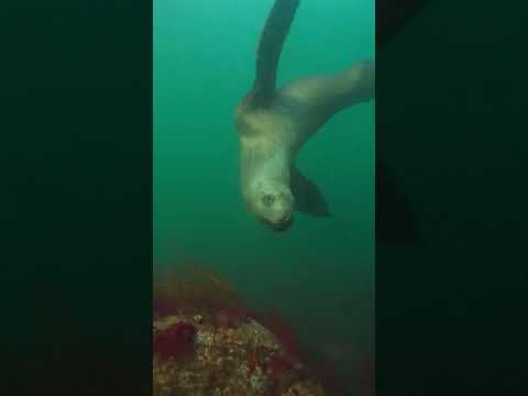 Madrona Point:  Epic Shore Diving #ScubaDiving #Octopus #VancouverIsland #Ocean