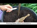 99. Planting Dahlia Tubers in Pots & Containers