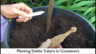 84. Planting Dahlia Tubers in Pots & Containers.