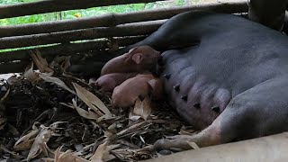 Midwifery and taking care of the second piglet, Survival instinct, Building a life (198)