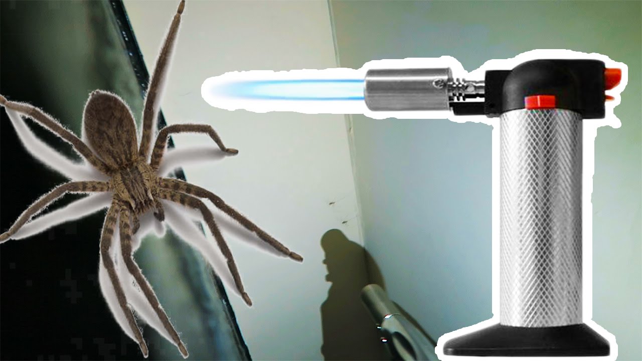 Blow torched a spider!!! (Not Click Bait Kinda)