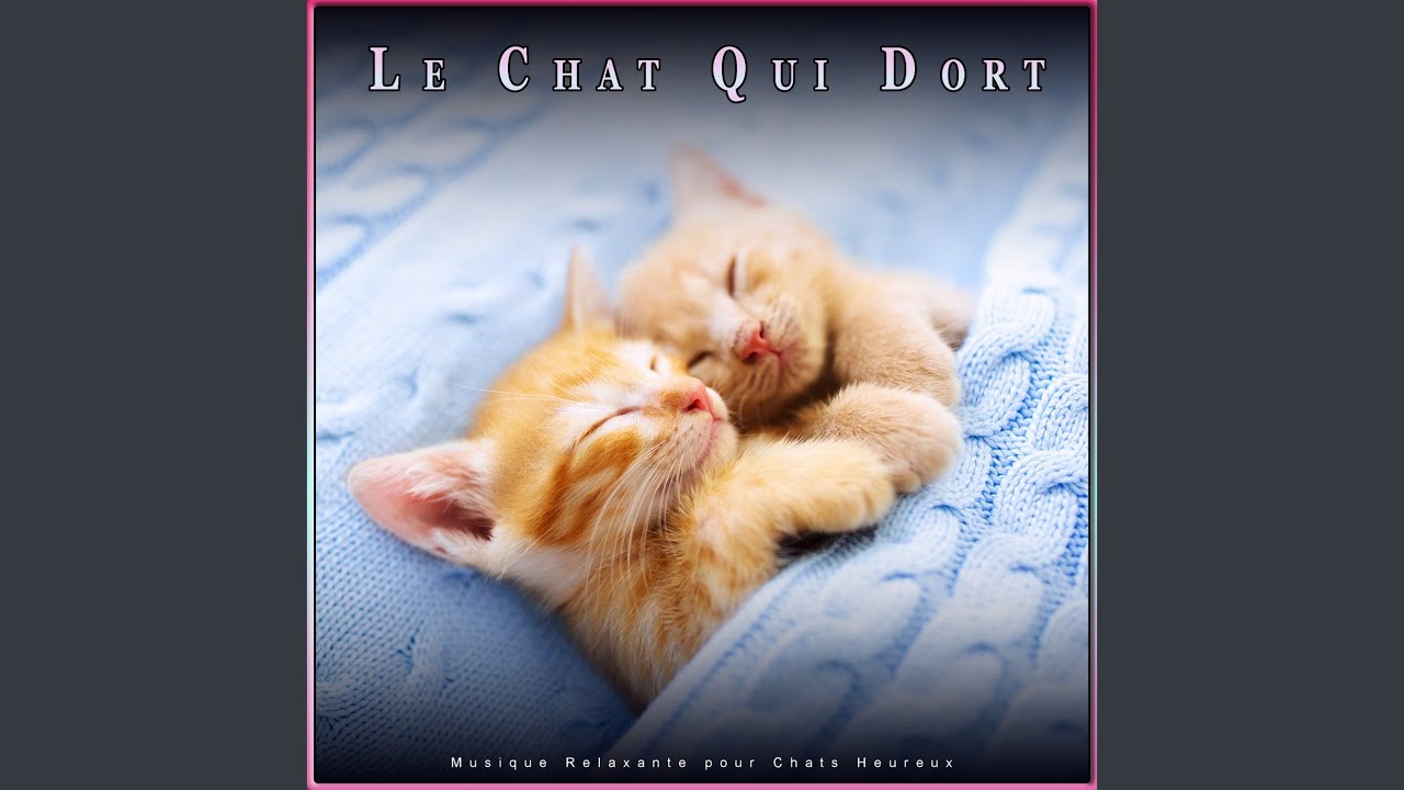 Musique De Guitare Relaxante Pour Les Chats Youtube