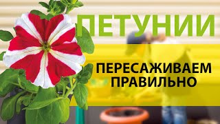 Правильная пересадка петуний для долгого цветения летом