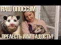 Наш виргинский опоссум: милая прелесть или страшная гадость?