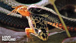 Australia's Most Dangerous Creatures: Red Bellied Snakes, Tiger Quoll, Death Adder | Love Nature