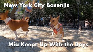 Mia Keeps Up With the Boys - New York City Basenji Meetup - 27 August 2023 by New York City Basenjis 266 views 8 months ago 1 minute, 43 seconds