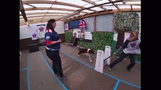 BFA Flyball Foundations - Episode Five: Sequence Jump Training