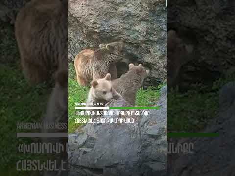 «Խոսրովի անտառում» արջերի ընտանիքը հայտնվել է ֆոտոթակարդի առաջ
