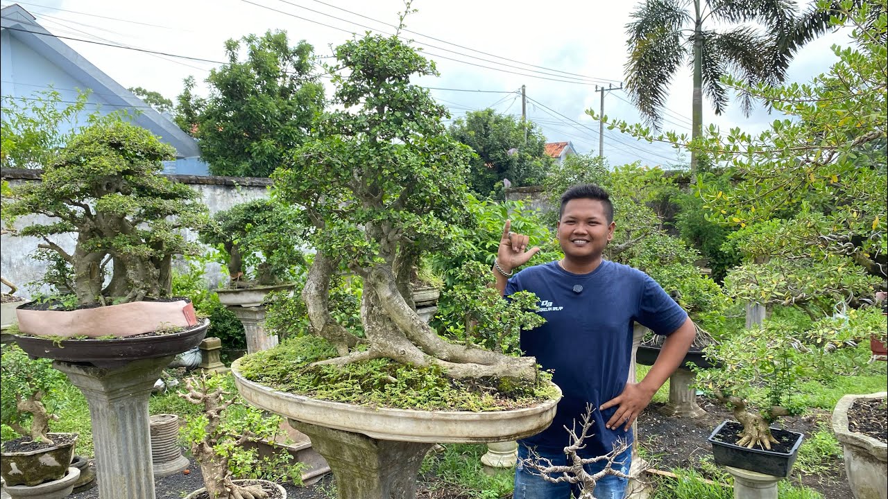 REVIUW BONSAI SIAP PAJANG CUCI GUDANG MENYAMBUT BULAN RAMADHAN 😱😱😱 MINAT WA 085150612663