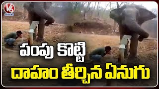 Elephant Operates Hand Pump In Elephant Park | Maharashtra | V6 News