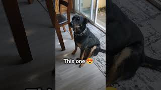 Cutest Pet In The World germanshepherd puppy gsds funny