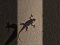 Ref:NJFKKBJKPv8 #lizard sound #izard #gecko short