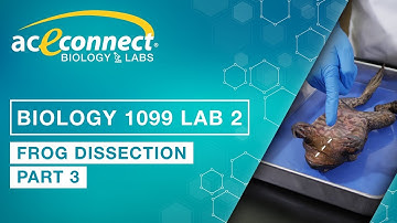 Biology 1099 Lab 2 || Frog Dissection - Part 3