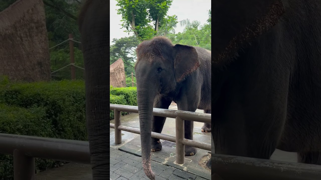 Bali Zoo, Indonesia. 
