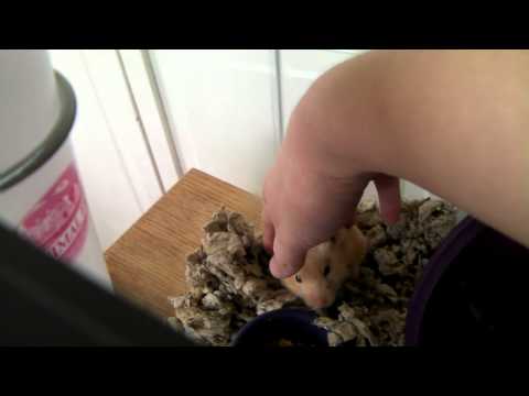 How to Wake a Sleeping Hamster