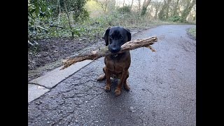 Otto the Bavarian Mountain Hound Buries a Stick