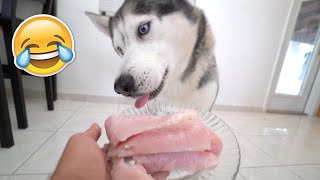 My Husky Reacts To Trying Alligator Meat For The First Time!