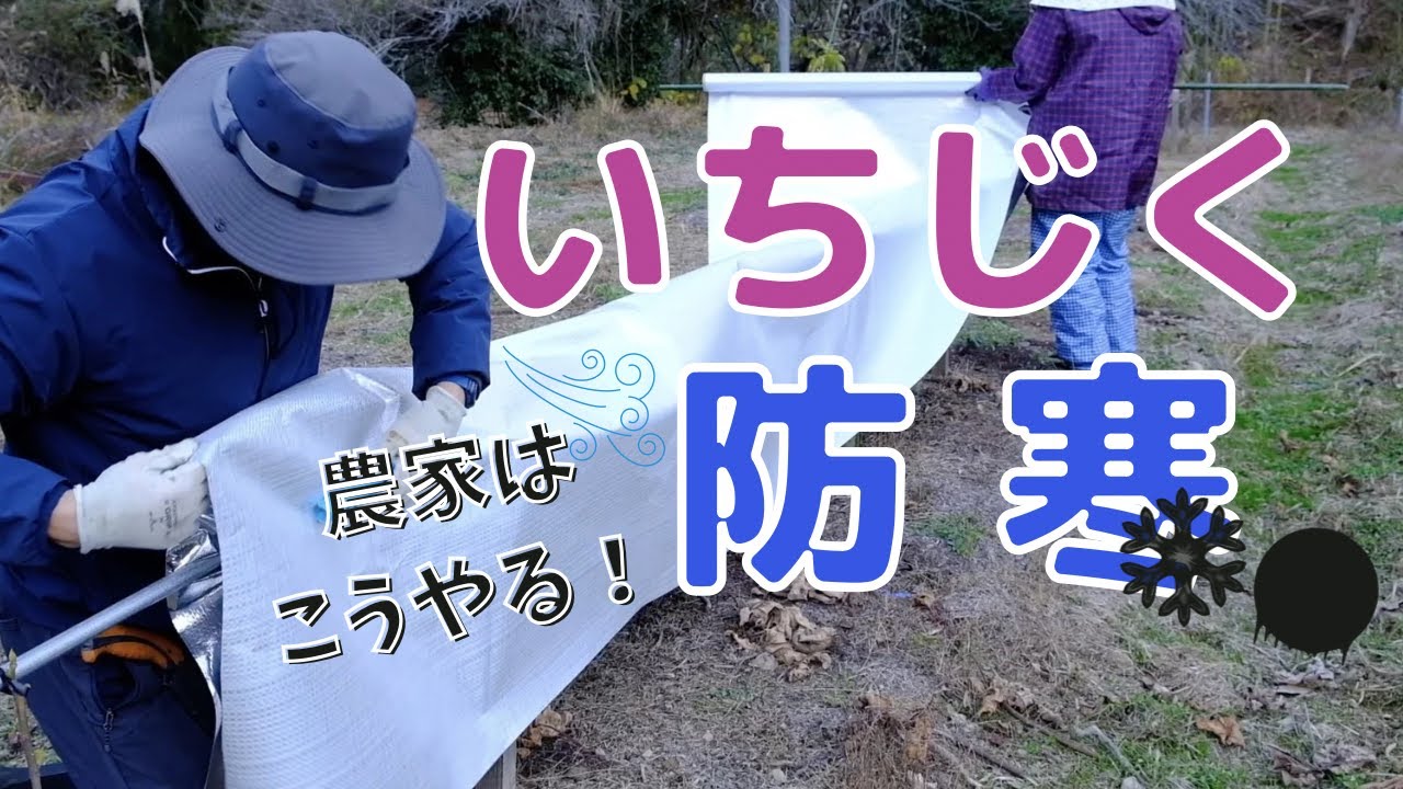 苗木専用 問い合わせページ 10月より再開...♪*゜冬の防寒対策参考画像あり 冬のいちじく、防寒対策！ご家庭でも防寒を。 - YouTube