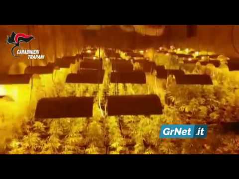 Trapani: i Carabinieri rinvengono serra di marijuana e un fucile a canne mozze. 2 arresti