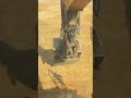 텐타다가 4개월만에 6w타고 나라시🫠 #shorts