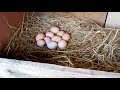 Индюшка села на гнездо,подложил гусиные яйца.