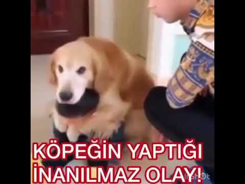 Çocuğu Koruyan Köpek