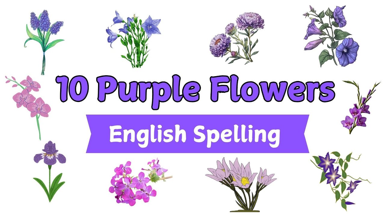 10 Purple Flowers Names In English | Flowers Name in English With Pictures | Flowers Vocabulary