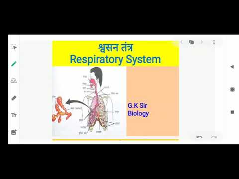 Respiratory System Of Human - YouTube