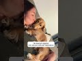 Kiss your dog now! Who be meltd🐶🥰 #dog #Love #pet #owner