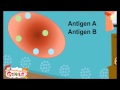 Blood Types and Antigens Overview