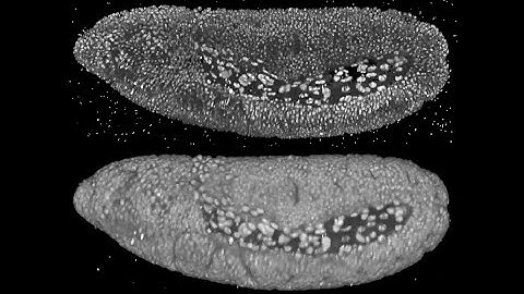 Developing Drosophila embryo I