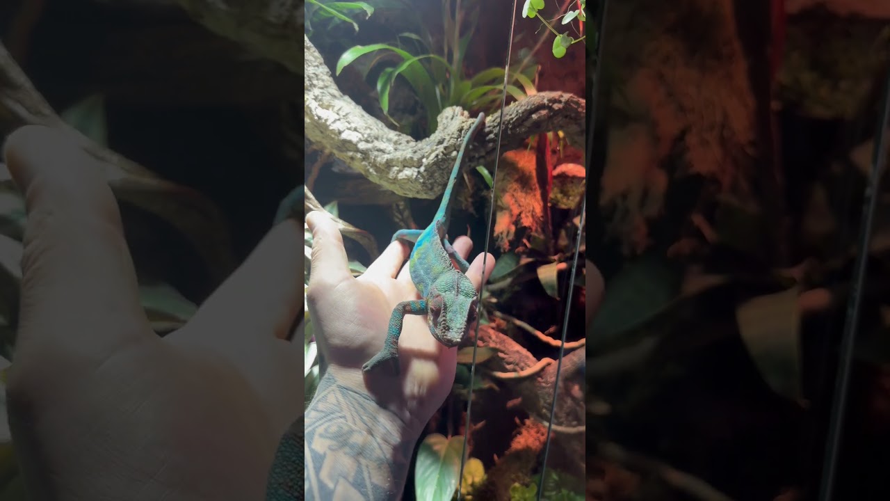 This monkey is not shy at all he loves to hang with us. 