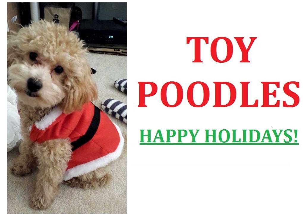 A Toy Poodles Compilation Tricks & Treats YouTube