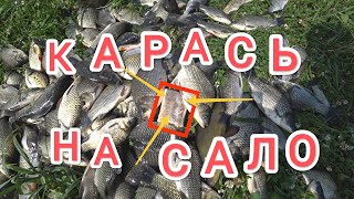 Поклёвки "ОТДАЙ БЕРЕГ" !Мой садок такого ещё не видел!Рыбалка на реке Проня в Рязанской области.