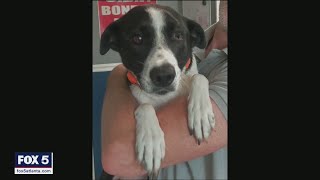 Couple fighting to get newly adopted dog in from Iraq