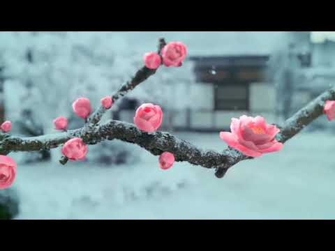 梅香如故（丽桥游子Cover）
