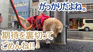 ごめんなさい・・・期待を裏切ってしまいました。ゴールデンレトリバーティト。goldenretrieverpuppy