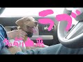 【捨犬保護】ラブの名前由来 映画のようだった