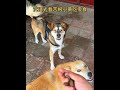 Bitter Root and Xiao Huang's daily snack time