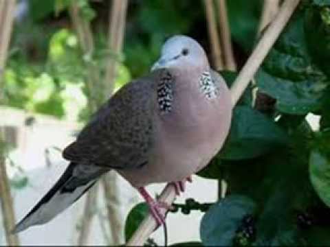 นกเขาไพร - ทองแดง + ผ่องพรรณ