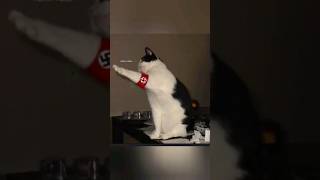 German cat meme (kitler) screenshot 4