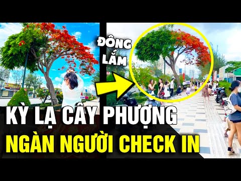 Video Lạ đời 'CÂY PHƯỢNG' có hàng ngàn người 'ĐỔ XÔ' đến... - youtube